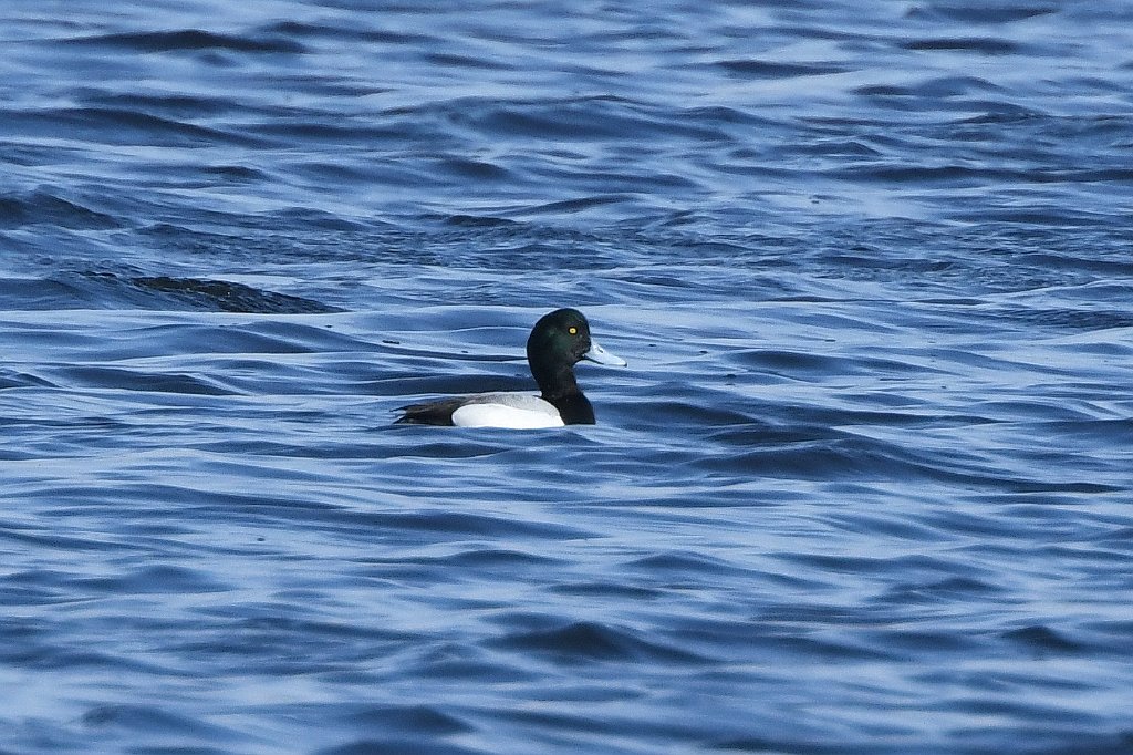 Duck, Greater Scaup, 2018-02219209 Gloucester, MA.JPG - Greater Scaup. Gloucester, MA, 2-21-2018